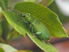 Phyllobius maculicornis