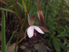 Eulophia ovalis