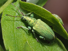 Phyllobius maculicornis