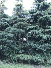 Cedrus