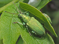Phyllobius maculicornis