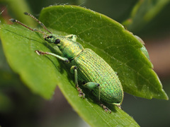 Phyllobius maculicornis