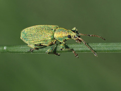 Phyllobius maculicornis
