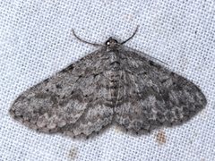 Psilosticha absorpta