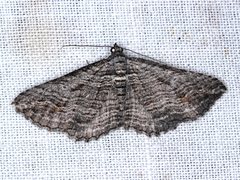 Chrysolarentia severata