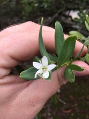 Philotheca trachyphylla