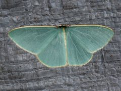 Chlorocoma assimilis