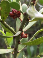 Philotheca trachyphylla