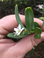 Philotheca trachyphylla