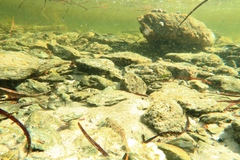 Favonigobius lateralis