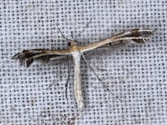 Stangeia xerodes