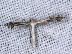 Stangeia xerodes