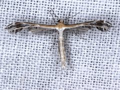 Stangeia xerodes