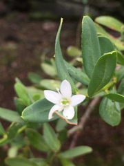 Philotheca trachyphylla