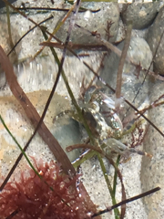 Pachygrapsus crassipes