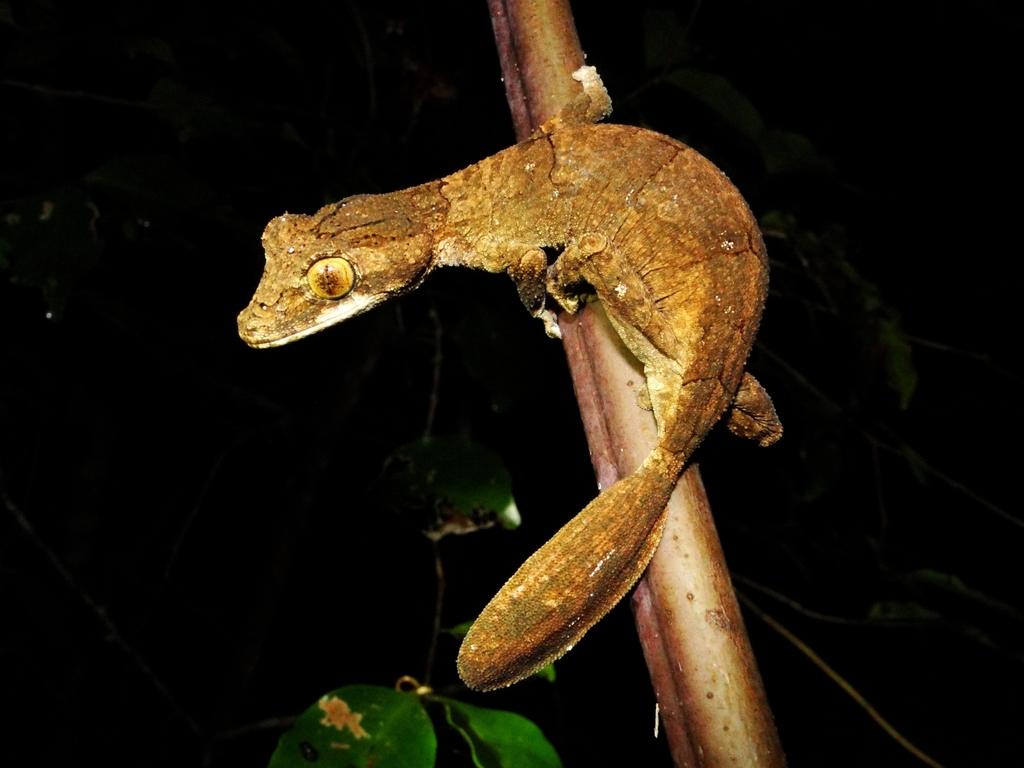 Gunther's Fiat-Tail Gecko