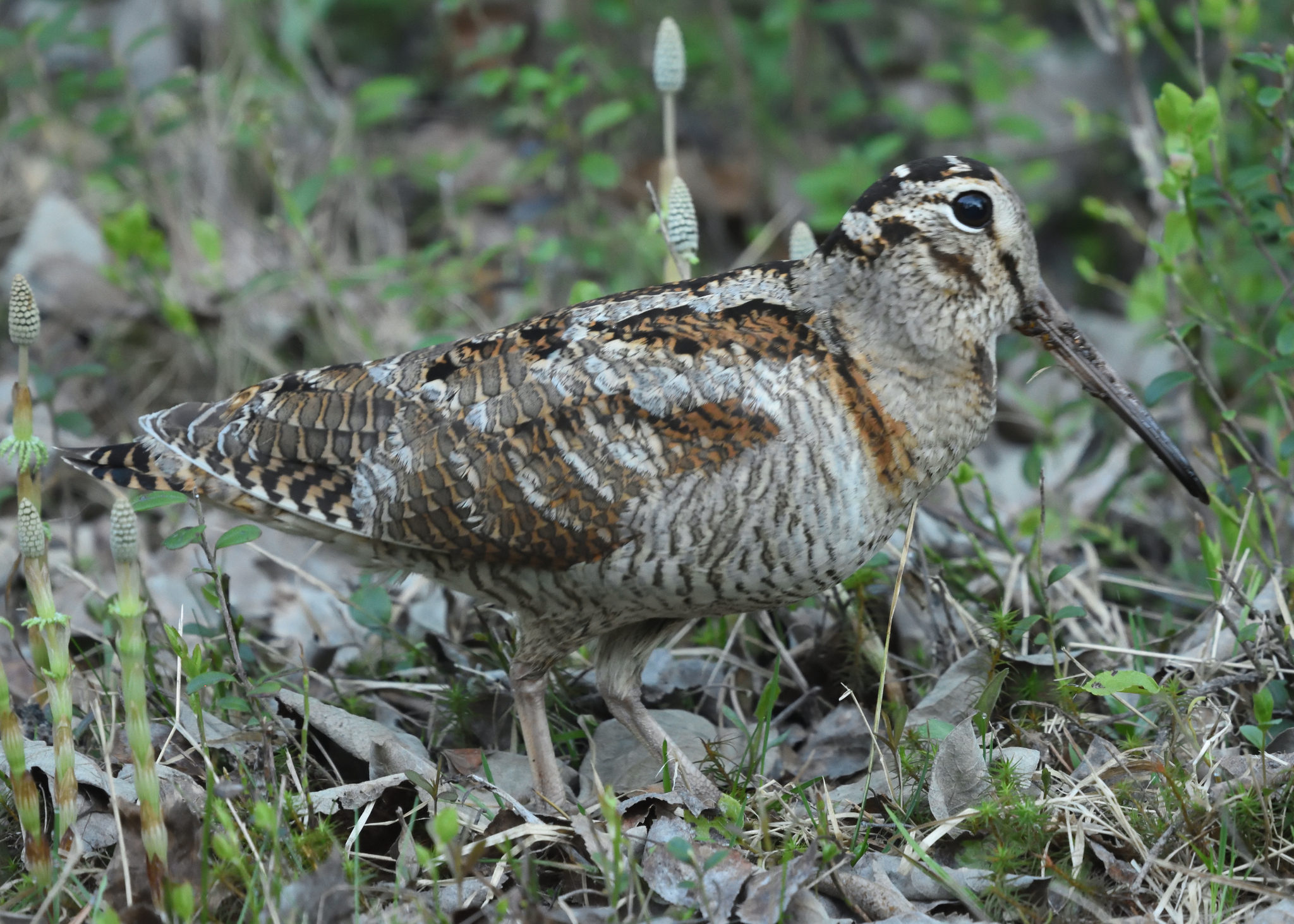 Eurasian Woodcock (Scolopax rusticola)