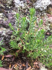 Gonocarpus elatus