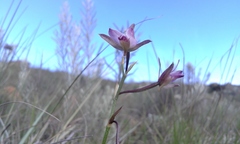 Eulophia zeyheriana