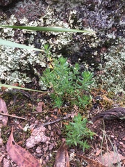 Gonocarpus elatus