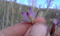Eulophia zeyheriana