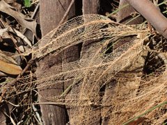 Eucalyptus cypellocarpa