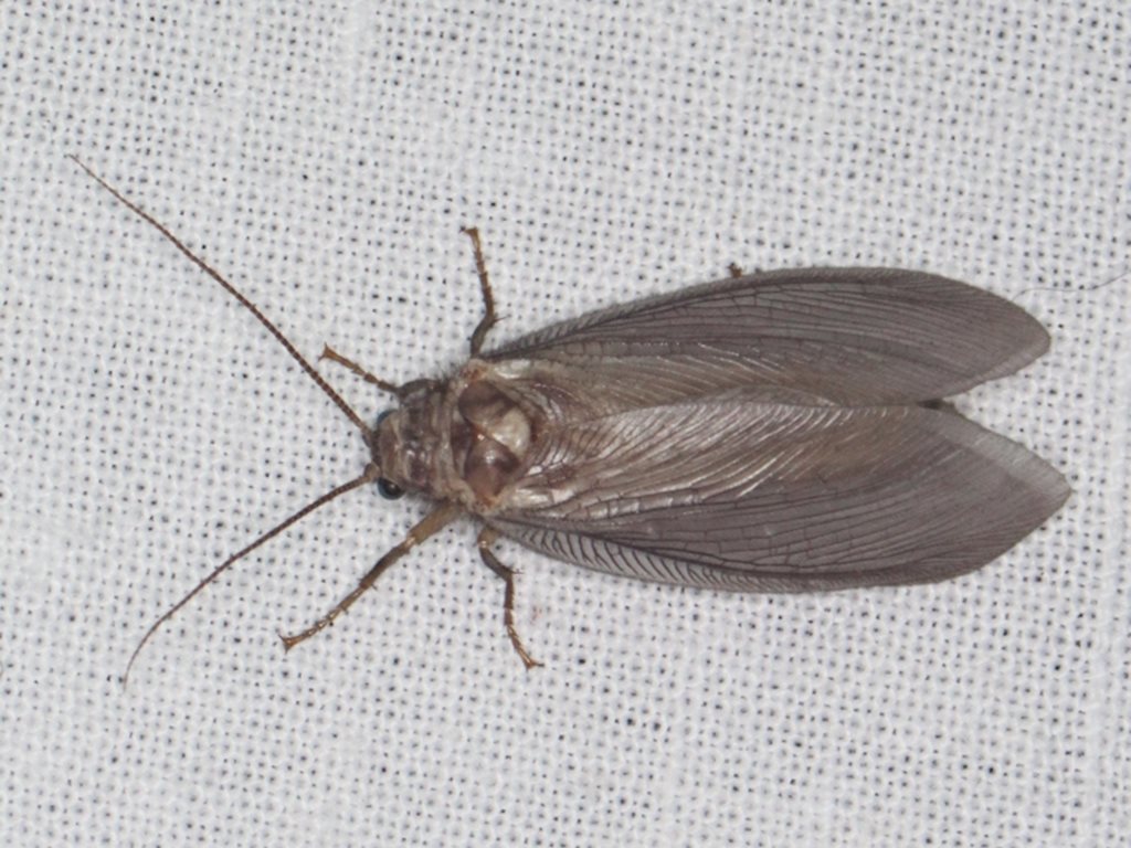 Ithone pallida