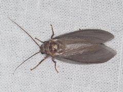 Ithone pallida