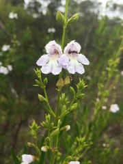 Prostanthera tallowa