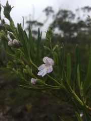 Prostanthera tallowa