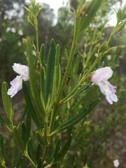 Prostanthera tallowa