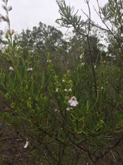Prostanthera tallowa