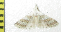 Alucitidae