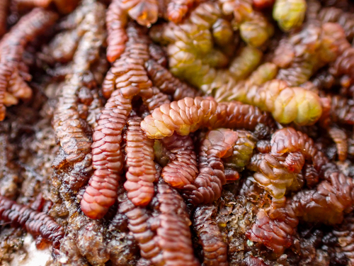 Frullania hypoleuca