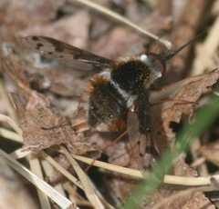 Bombylius pygmaeus