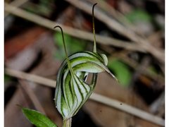 Pterostylis striata