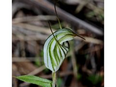 Pterostylis striata
