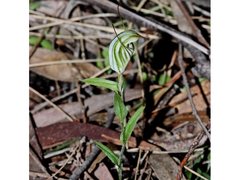 Pterostylis striata