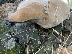 Phellinus pomaceoides