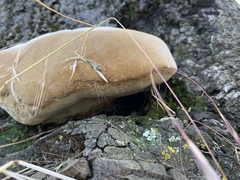 Phellinus pomaceoides