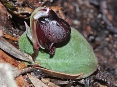 Corybas unguiculatus