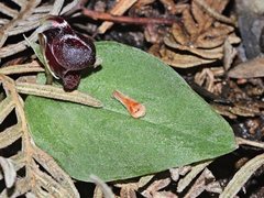 Corybas unguiculatus