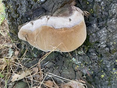 Phellinus pomaceoides