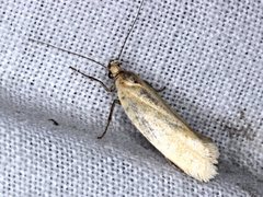 Telocharacta hemicroca