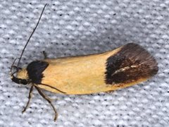 Merocroca automima