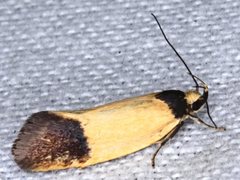 Merocroca automima