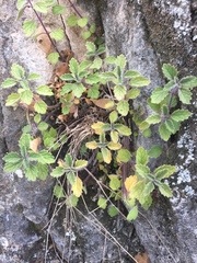Coleus australis