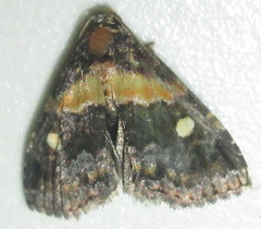 Xanthomera leucoglene