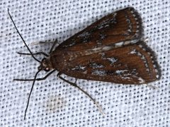 Parapoynx tullialis