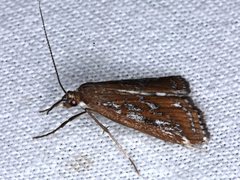 Parapoynx tullialis